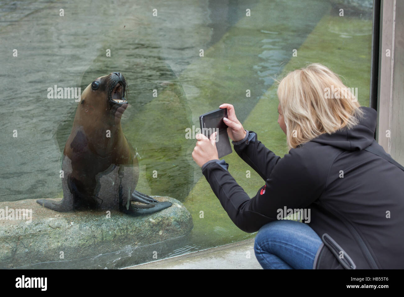 Besucher fotografieren als ein-Jahr-alte südamerikanische Seelöwe (Otaria Flavescens) namens Lorin gähnt im Hellabrunn Zoo in München Stockfoto