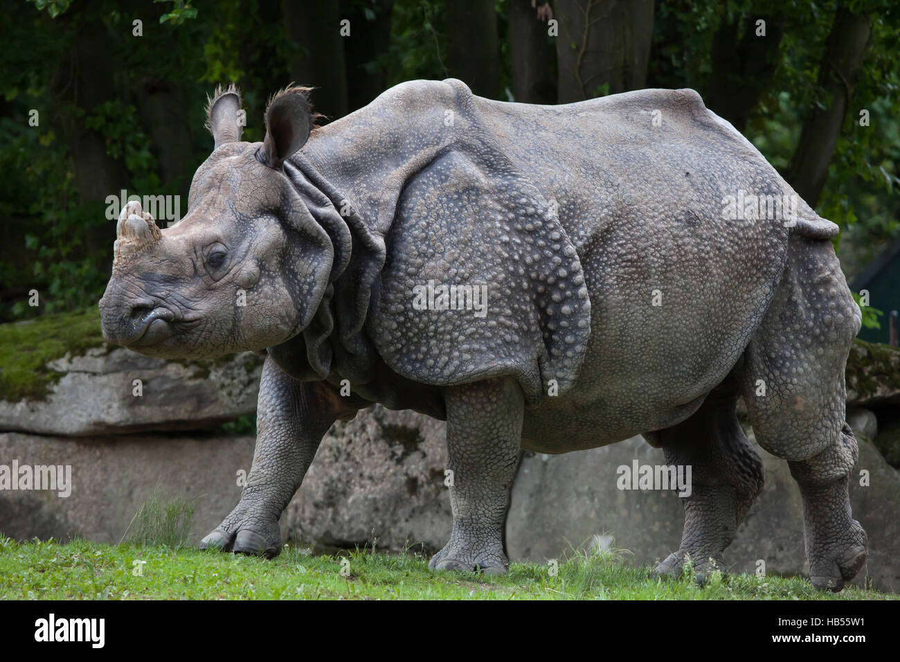 Panzernashorn (Rhinoceros Unicornis) im Hellabrunn Zoo in München, Bayern, Deutschland. Stockfoto