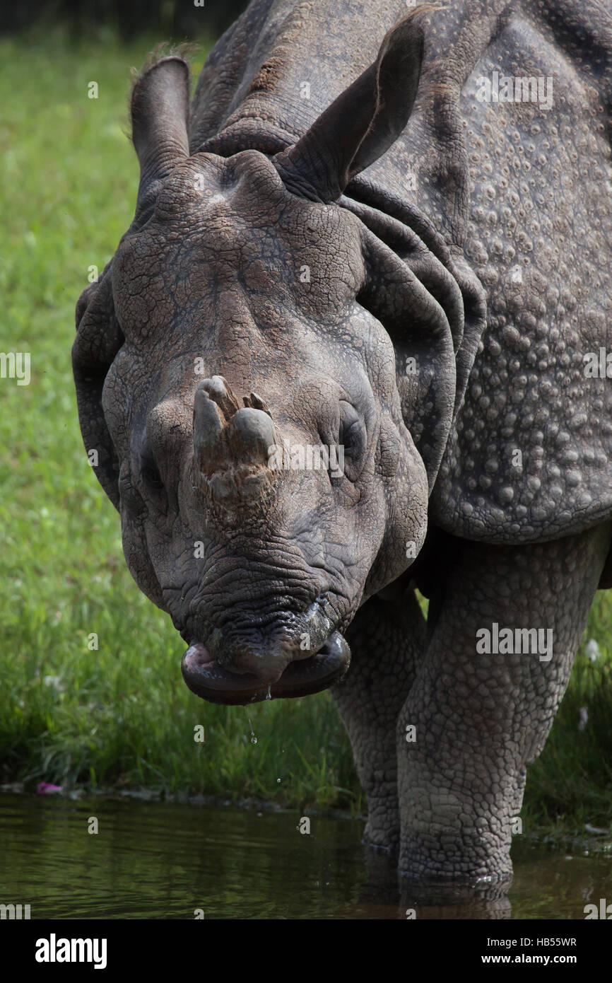 Panzernashorn (Rhinoceros Unicornis) im Hellabrunn Zoo in München, Bayern, Deutschland. Stockfoto