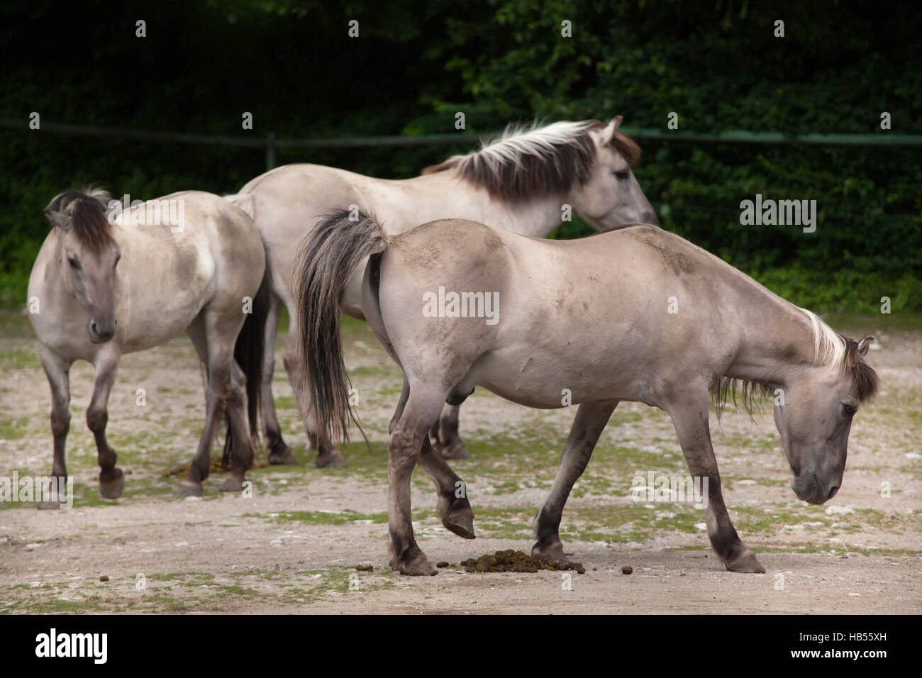 Teufel-Pferd (Equus Ferus Caballus), behauptete ähnelt der ausgestorbenen Tarpan (Equus Ferus Ferus) im Hellabrunn Zoo in München, Bayern, Deutschland. Stockfoto