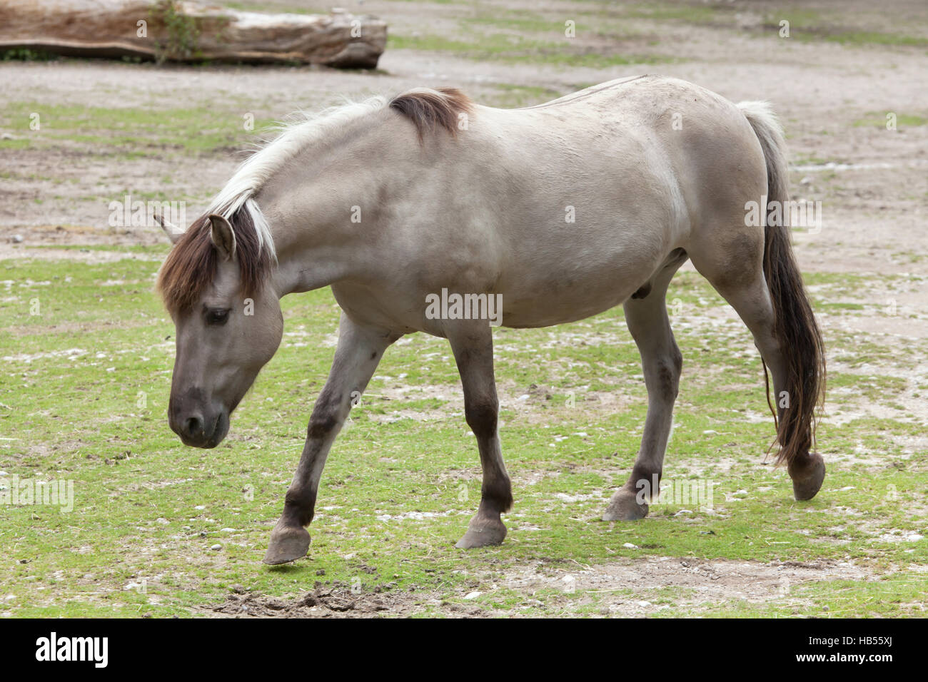 Teufel-Pferd (Equus Ferus Caballus), behauptete ähnelt der ausgestorbenen Tarpan (Equus Ferus Ferus) im Hellabrunn Zoo in München, Bayern, Deutschland. Stockfoto