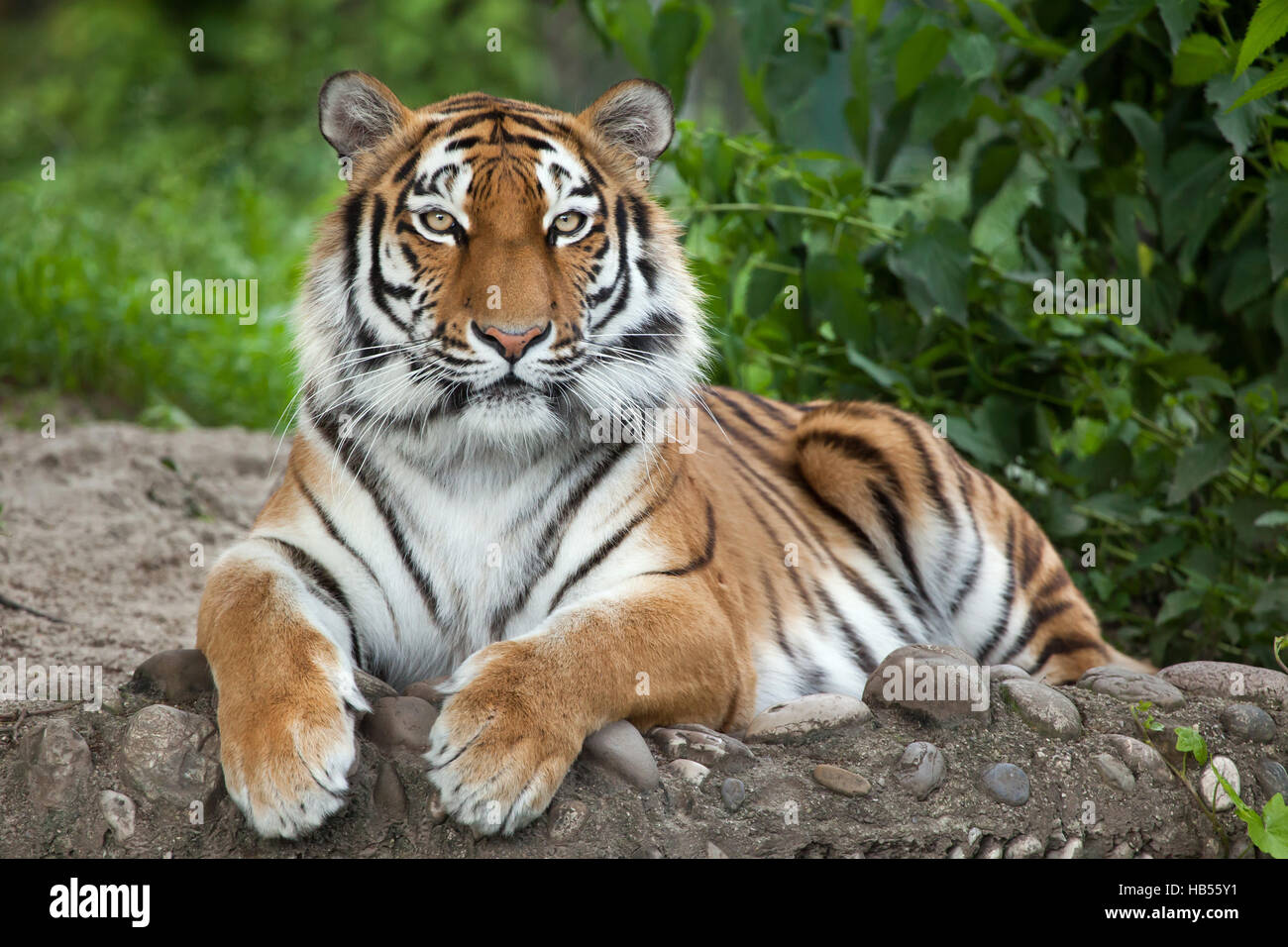 Sibirischer Tiger (Panthera Tigris Altaica), auch bekannt als der Amur-Tiger. Stockfoto