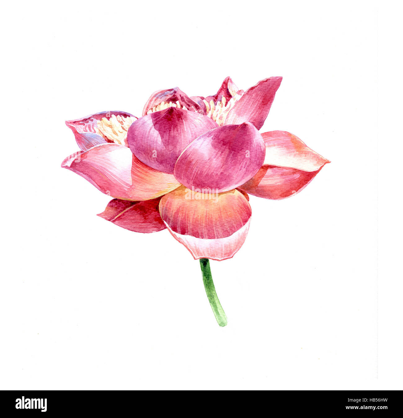 Aquarell Bild Gemälde von Lotus auf weißem Hintergrund Stockfoto