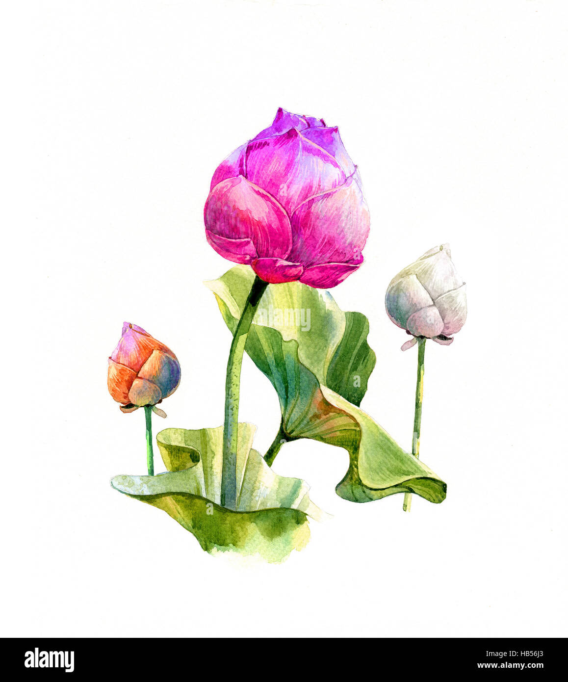 Aquarell Illustration Malerei der Blätter und Lotus auf weißem Hintergrund Stockfoto