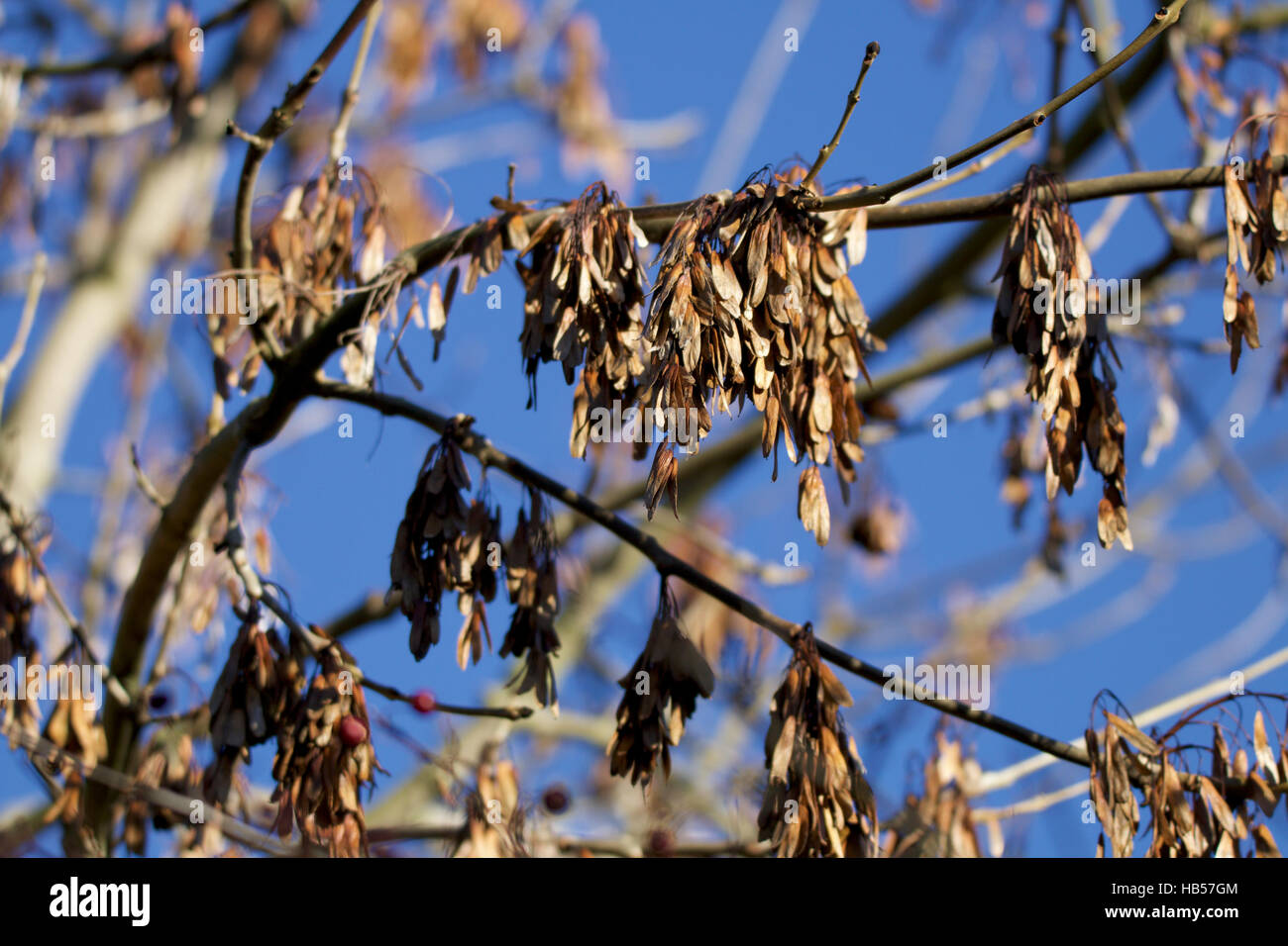 Samen bereit auf den Baum, blattlosen Zweigen, blauen Himmel im Hintergrund frei hängend aus. Stockfoto