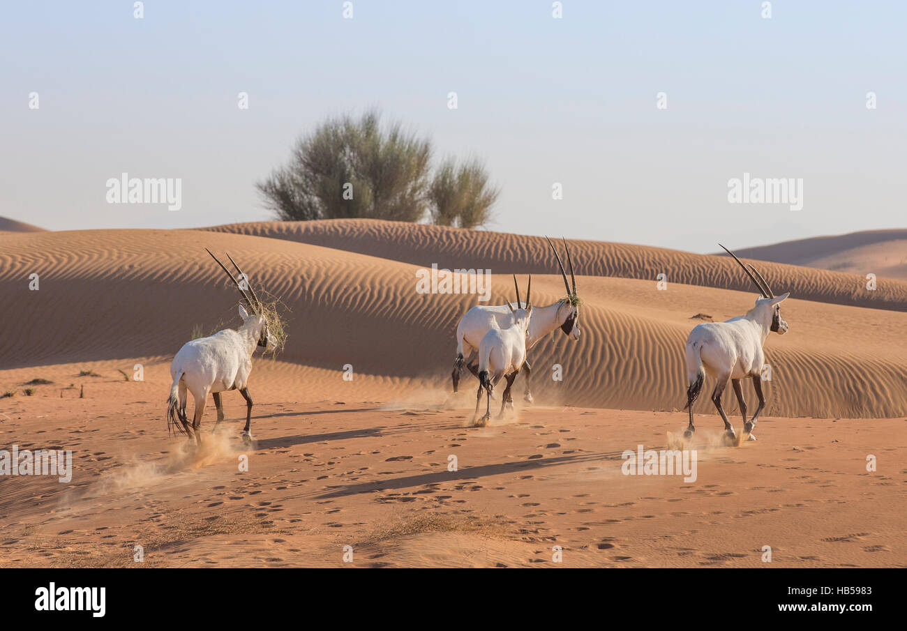 Arabische Oryx (Oryx Leucoryx) in einer Wüste in der Nähe von Dubai Stockfoto