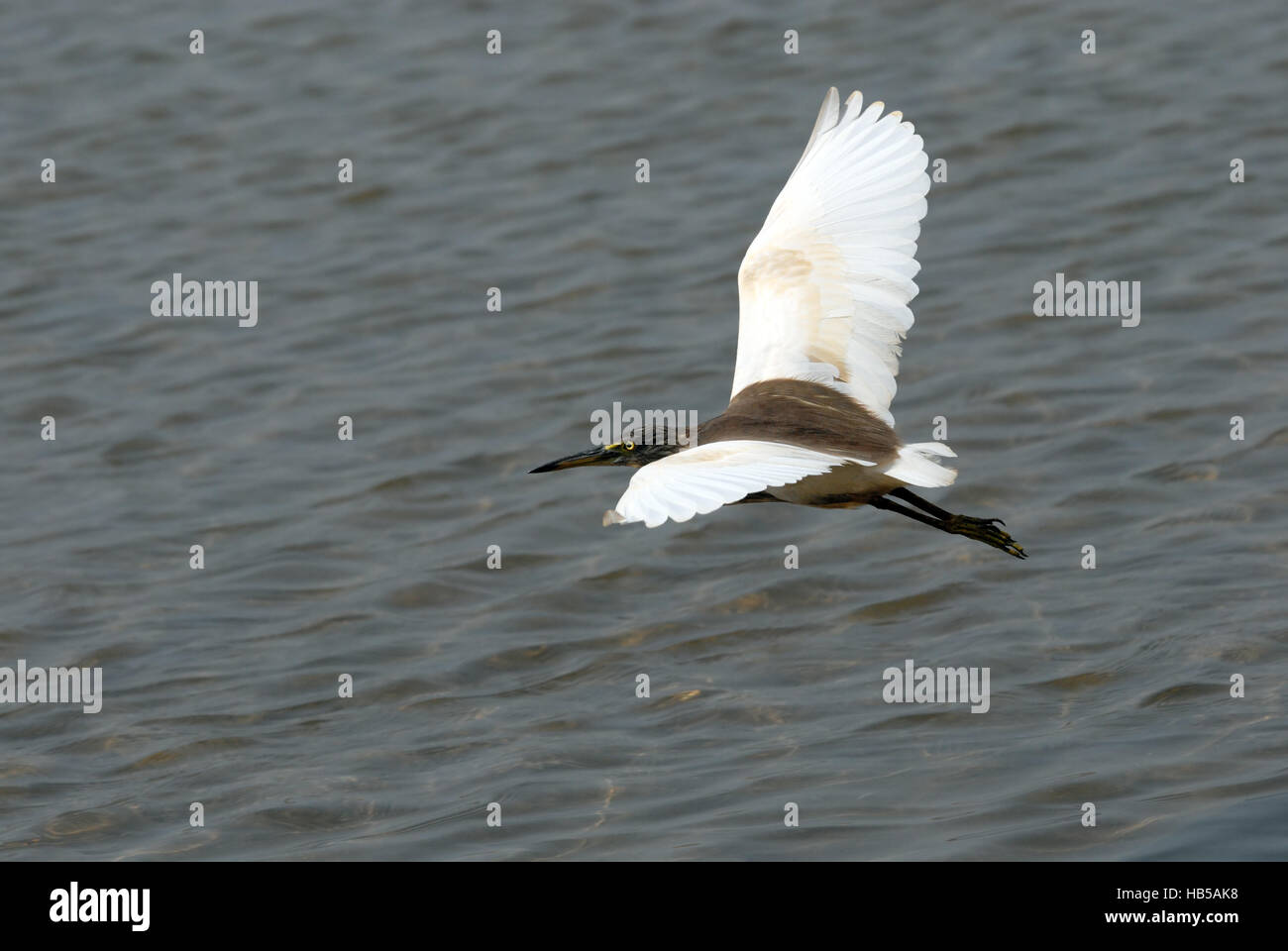 Fliegende indischen Teich Heron (Ardeola Grayii). Goa, Indien Stockfoto