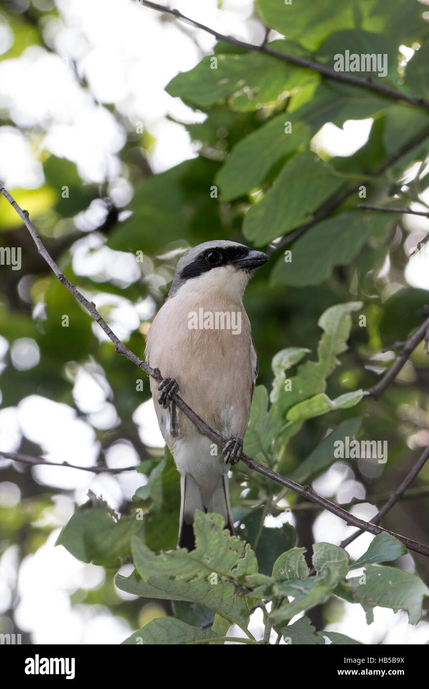Russland, Rjasan (Ryazanskaya Oblast), Stadtteil Pronsky. Lanius