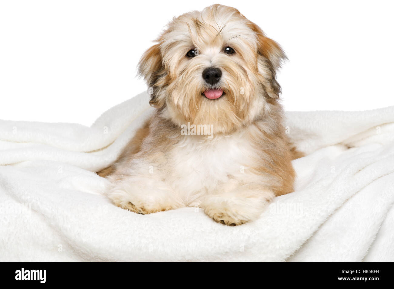 Glücklicher rötlicher Bichon Havaneser Welpen Hund liegt auf einem weißen Bettdecke Stockfoto