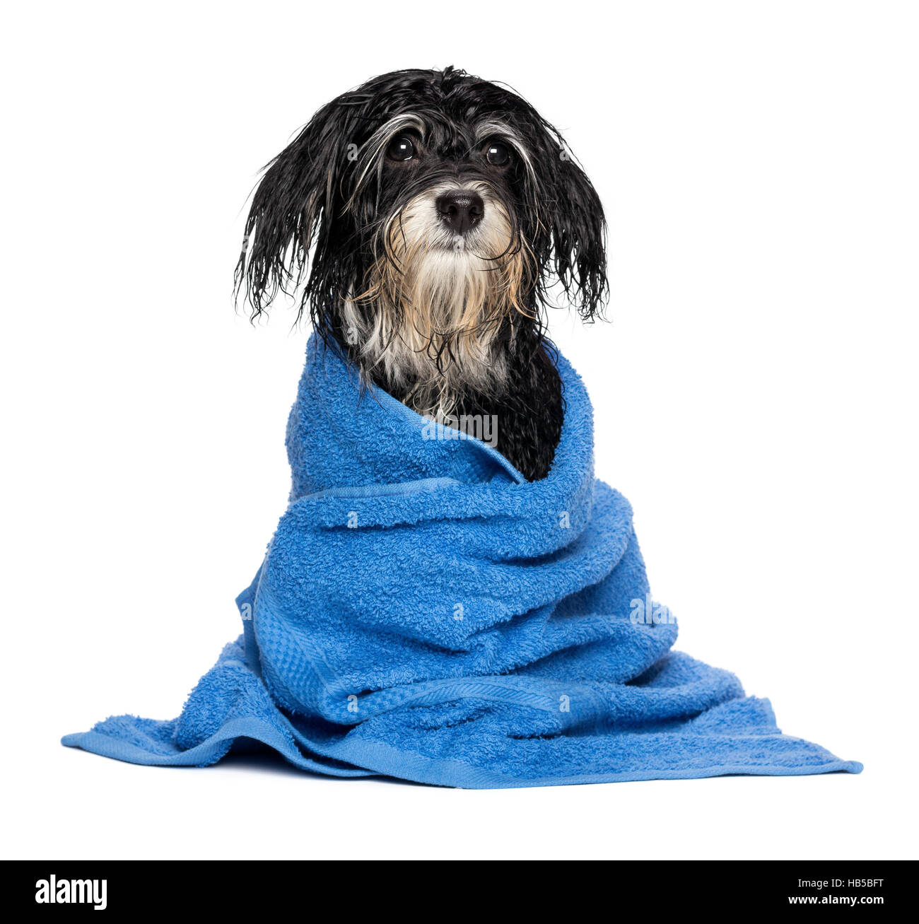 Nassen Havaneser Welpe Hund nach dem Bad in ein blaues Handtuch gekleidet ist Stockfoto