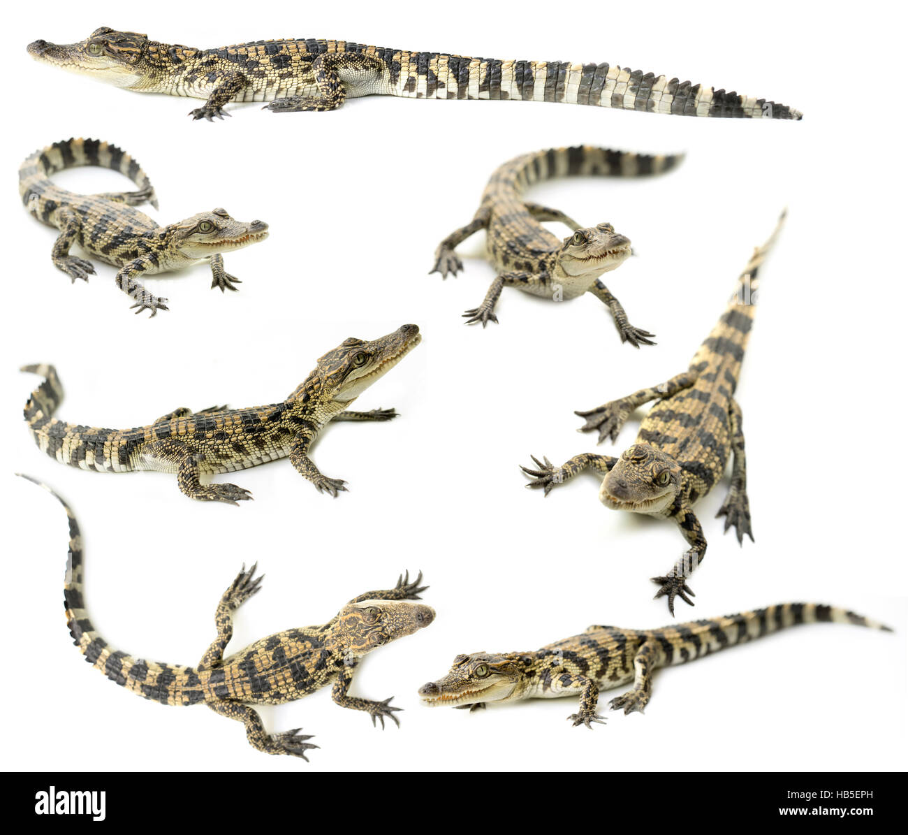 junge siamesische Krokodil isoliert auf weißem Hintergrund Stockfoto