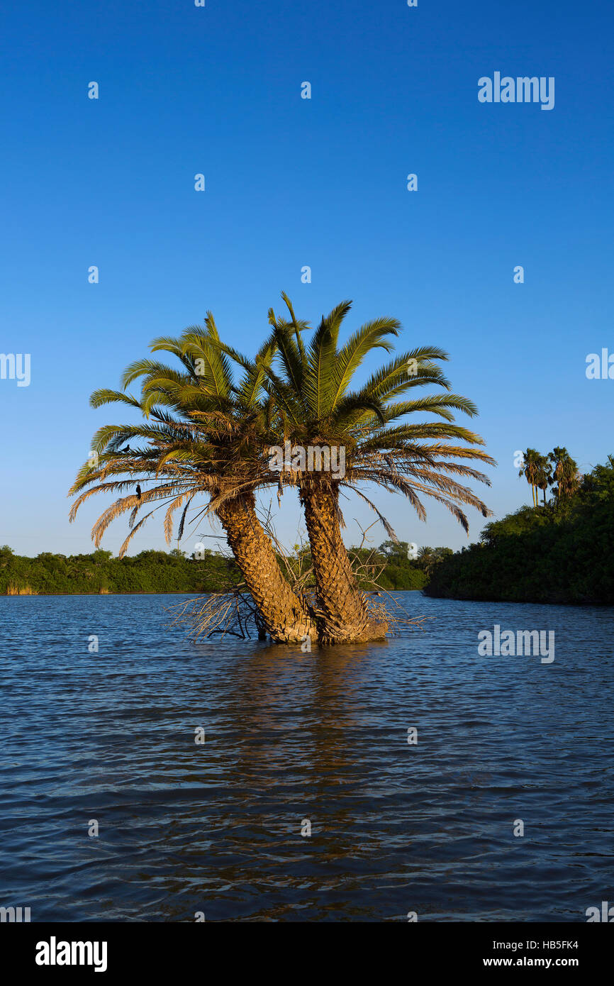 Palm Tree Island auf Resaca de Los Cuates in Bayview, Texas nahe der Grenze zu Texas/Mexiko. Stockfoto
