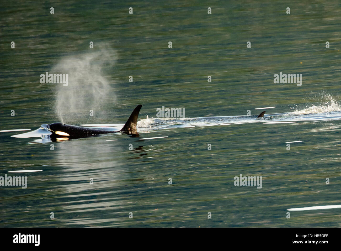 Killer-Wal bläst Stockfoto