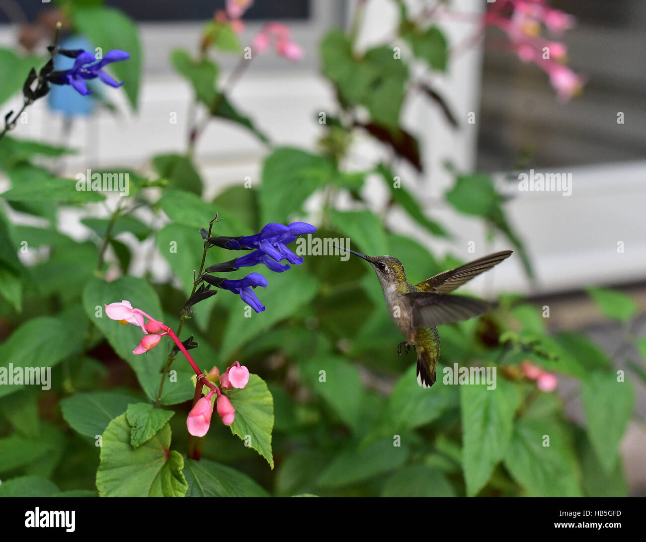 Kolibri (Archilochos Colubris) schwebt um eine Blume auf einem Schmetterlingsstrauch (Asclepias Syriaca) zu überprüfen, bevor Sie ihren Nektar zu sammeln. Stockfoto
