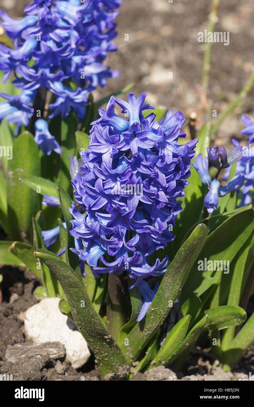 Hyacinthus Orientalis, Hyazinthe Stockfoto