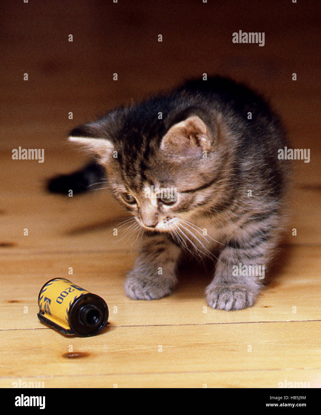 Kätzchen spielen mit einer alten Filmkassette Stockfoto