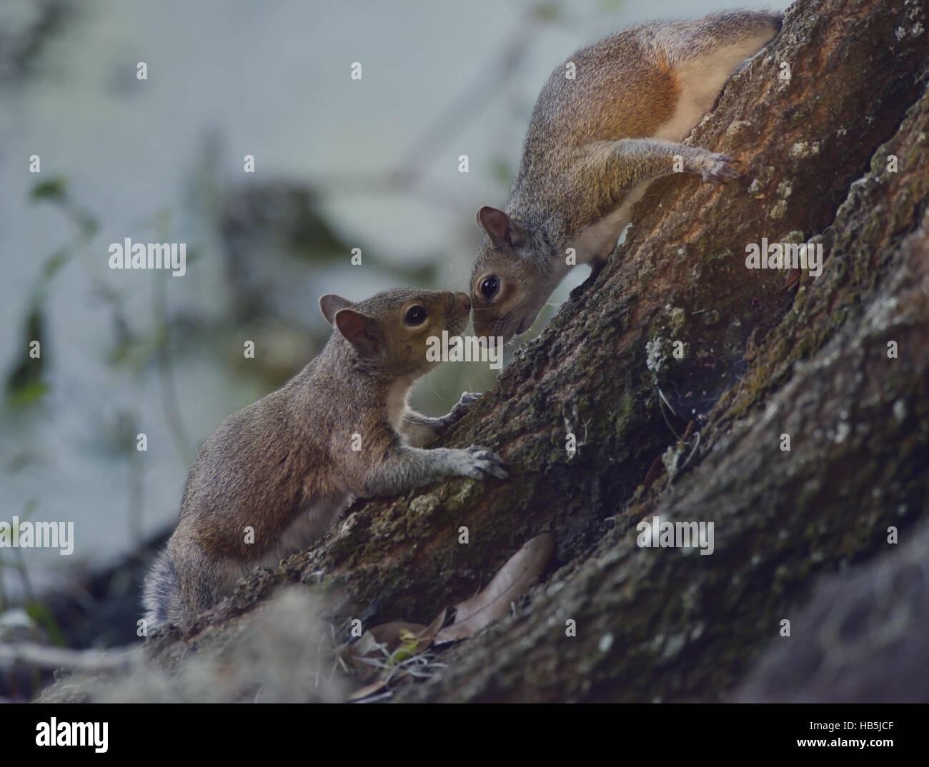 Zwei Eichhörnchen auf dem Baum Stockfoto