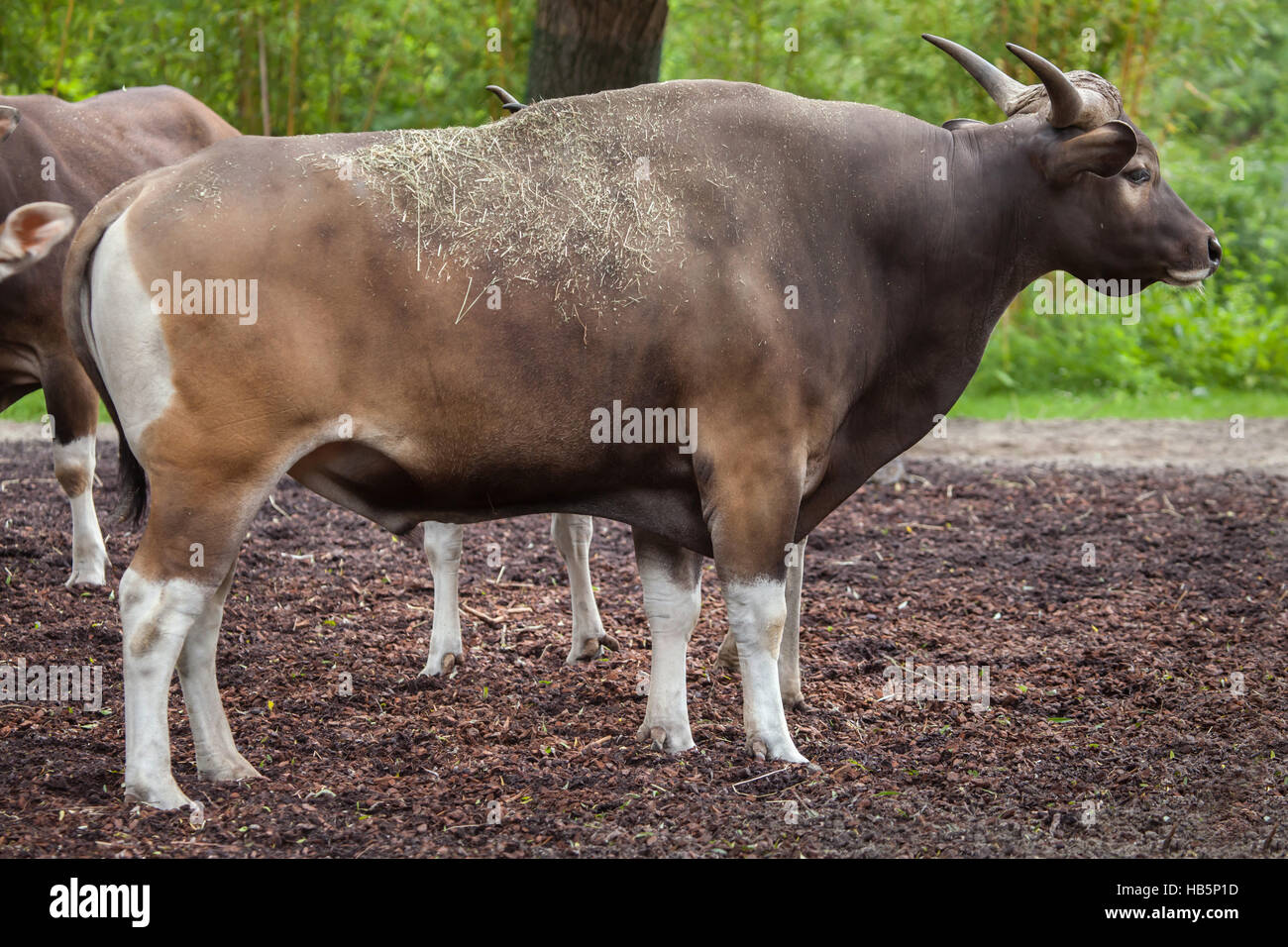 Javan Banteng (Bos Javanicus), auch bekannt als die Tembadau. Stockfoto