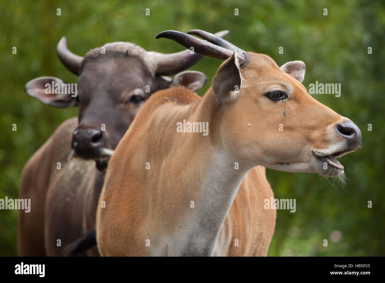 Javan Banteng (Bos Javanicus), auch bekannt als die Tembadau. Stockfoto