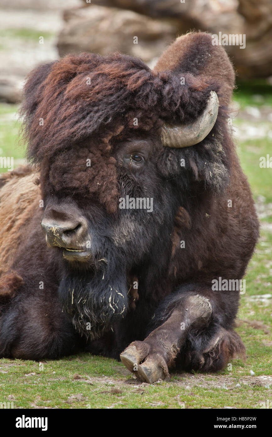 Holz Bisons (Bison Bison Athabascae), auch bekannt als der Berg-Bison. Stockfoto