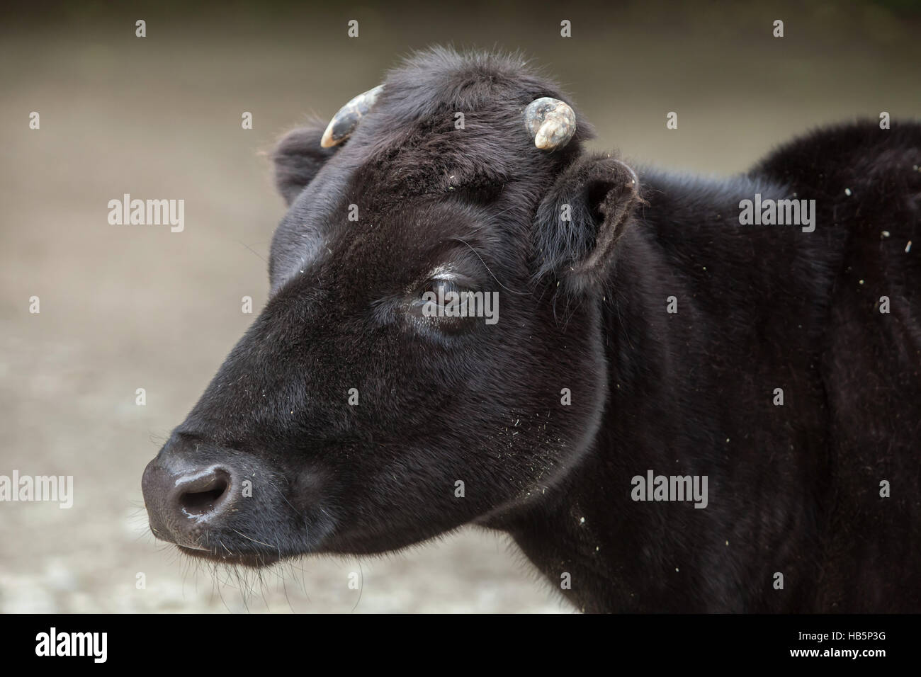 Dahomey Zwerg Rinder (Bos Primigenius Taurus). Stockfoto
