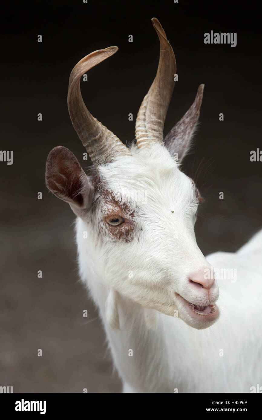 Girgentana-Ziege (Capra Aegagrus Hircus). Stockfoto