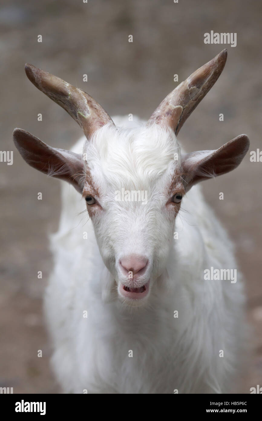 Girgentana-Ziege (Capra Aegagrus Hircus). Stockfoto