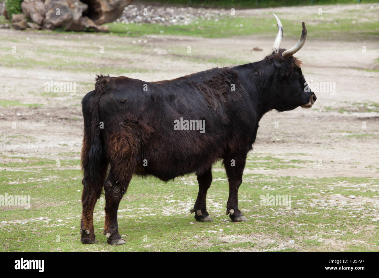 Heckrindern (Bos Primigenius Taurus), beanspruchte ähneln die ausgestorbenen Auerochsen im Hellabrunn Zoo in München, Bayern, Deutschland. Stockfoto