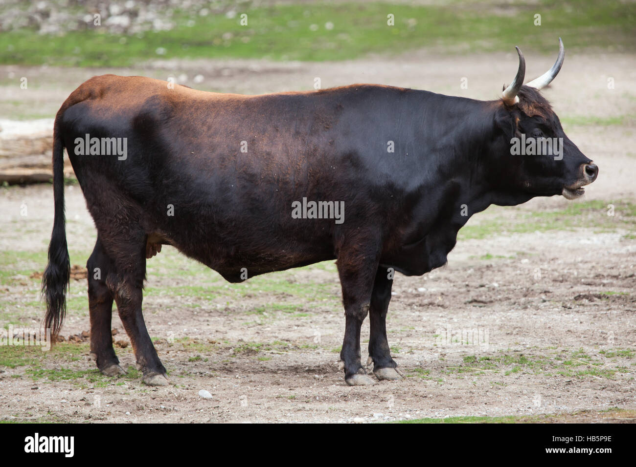 Heckrindern (Bos Primigenius Taurus), beanspruchte ähneln die ausgestorbenen Auerochsen im Hellabrunn Zoo in München, Bayern, Deutschland. Stockfoto