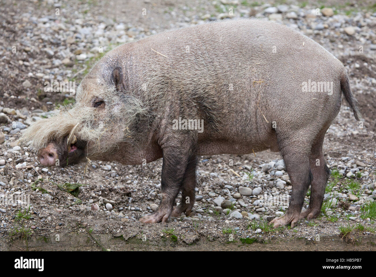 Bornean bärtige Schwein (Sus Barbatus), auch bekannt als das bärtige Schwein. Stockfoto