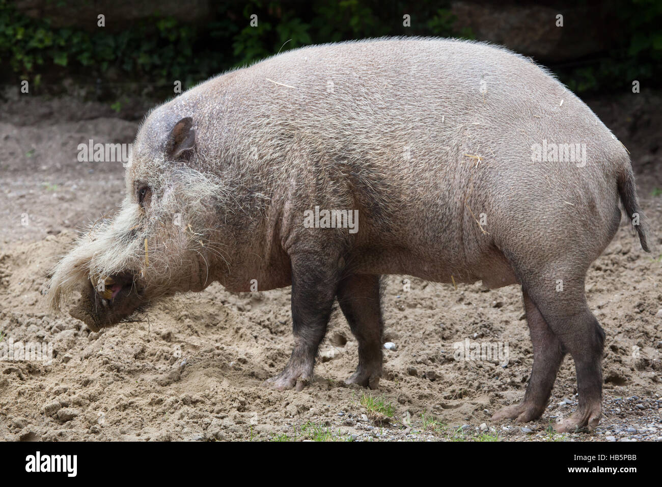 Bornean bärtige Schwein (Sus Barbatus), auch bekannt als das bärtige Schwein. Stockfoto