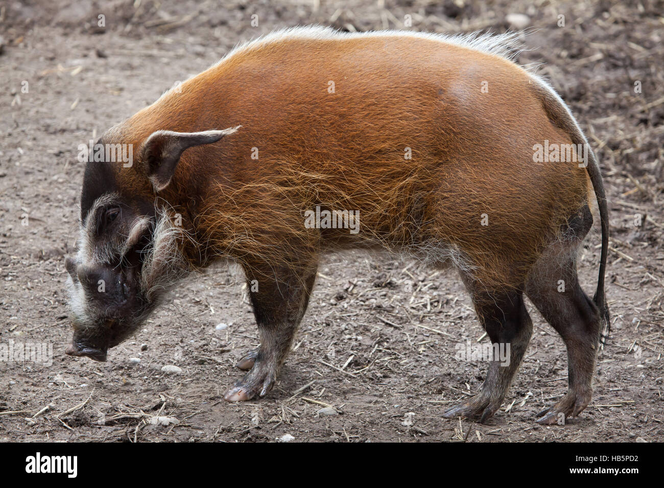 Red River Hog (Potamochoerus Porcus), auch bekannt als die Bush-Schwein. Stockfoto