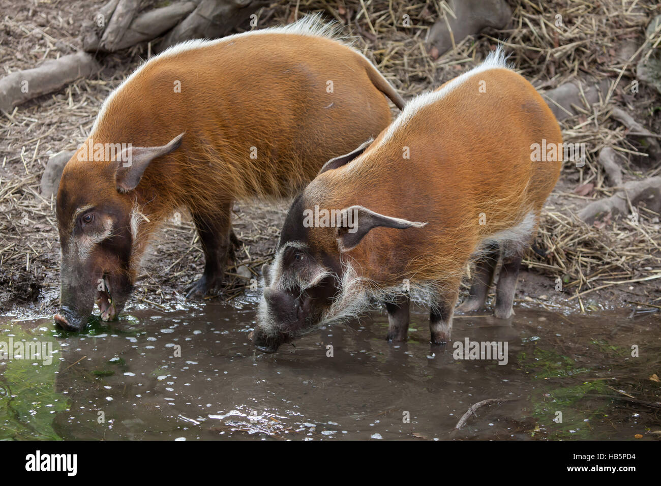 Red River Hog (Potamochoerus Porcus), auch bekannt als die Bush-Schwein. Stockfoto