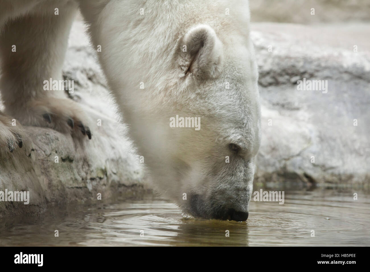 Eisbär (Ursus Maritimus). Tierwelt Tier. Stockfoto