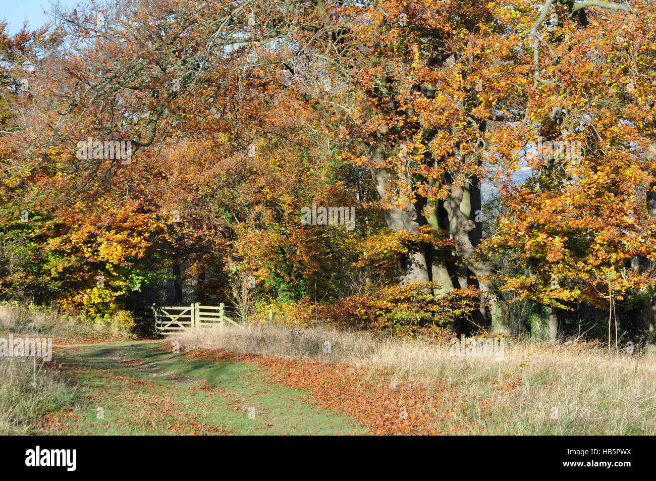 Herbst-Szene in den Chiltern Hills - Wanderweg - Wald Tor - Bäume - rotbraun lässt Sonnenlicht und Schatten - blauer Himmel Stockfoto