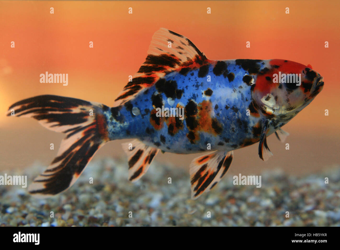Shubunkin Goldfisch Stockfotos und bilder Kaufen Alamy