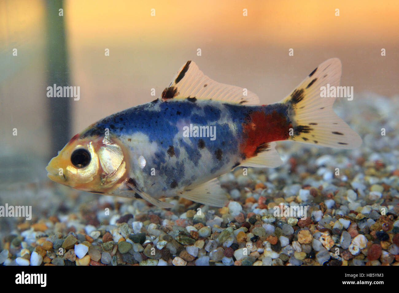 Shubunkin Goldfisch Stockfoto