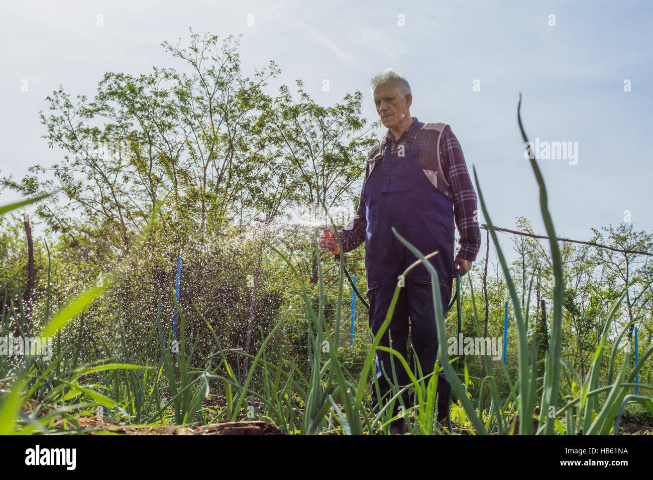 Bewässerung von Pflanzen im zeitigen Frühjahr Stockfoto