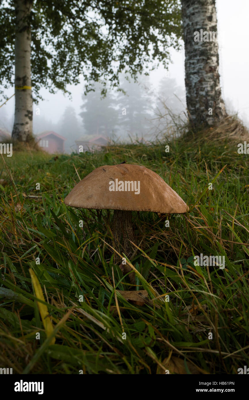 Birch Bolete wächst in den Wäldern in Norwegen Stockfoto