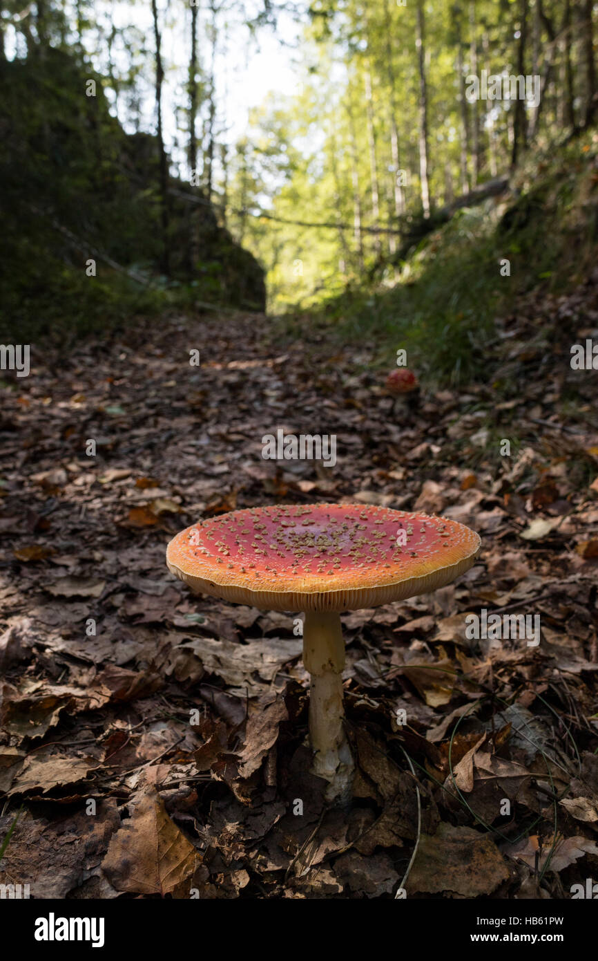 Amanita Pilz Haube im Wald gesehen Stockfoto