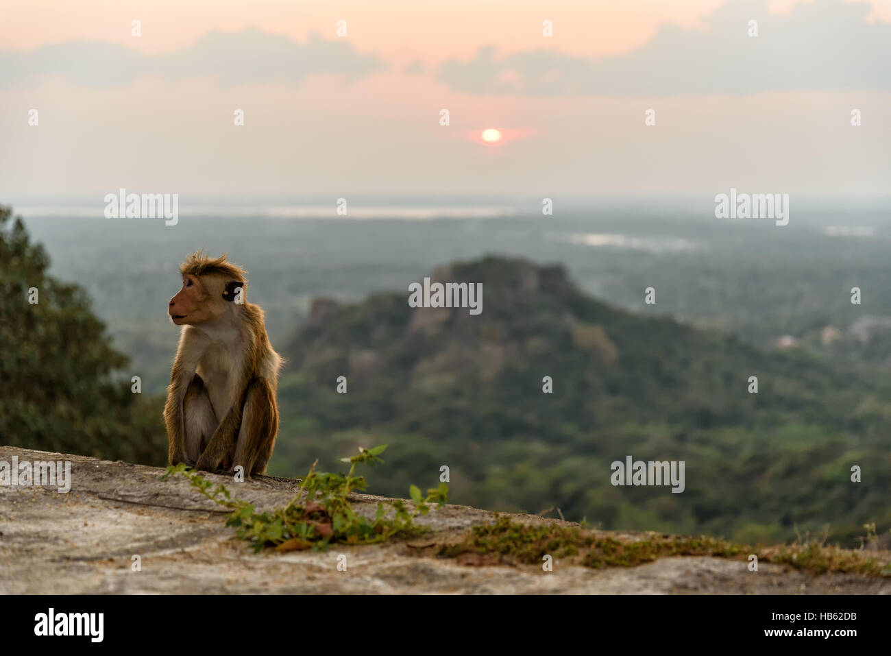 Motorhaube-Affe Stockfoto