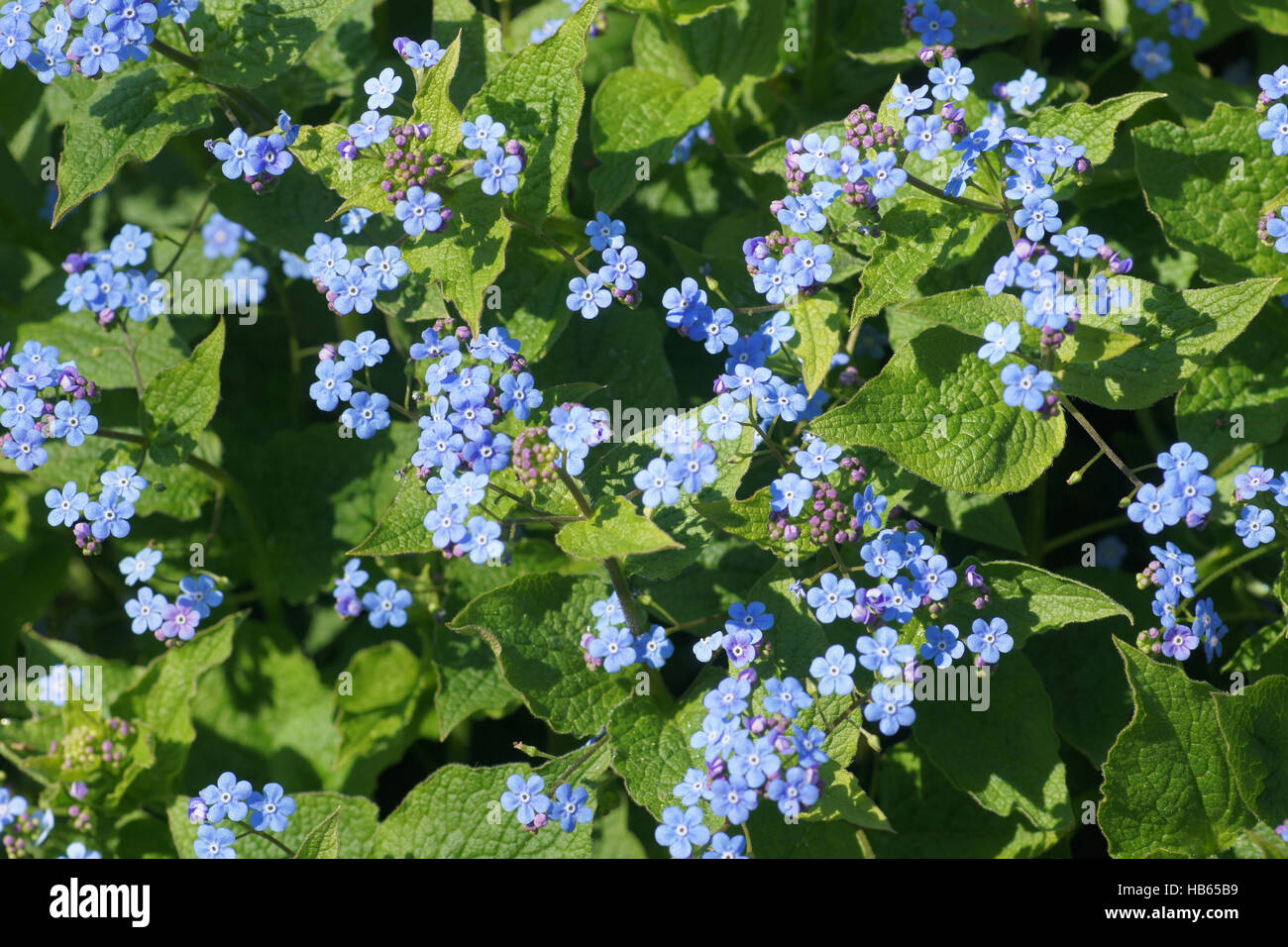 Brunnera Macrophylla, Kaukasus-Vergissmeinnicht Stockfoto