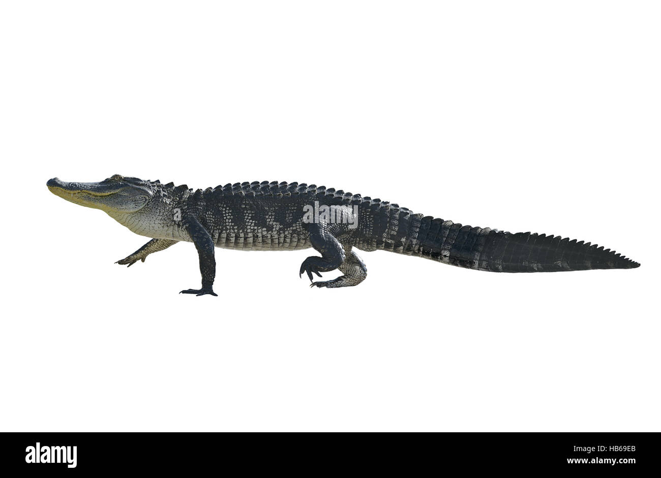 Großen Florida Krokodil Stockfoto