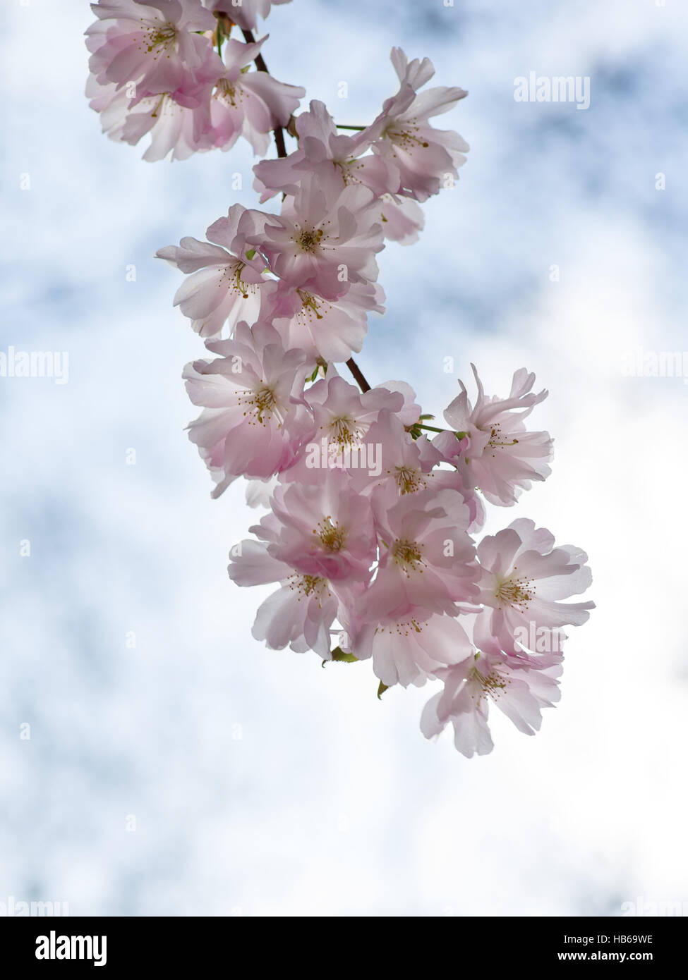 Cherry Blossom Zweig Stockfoto