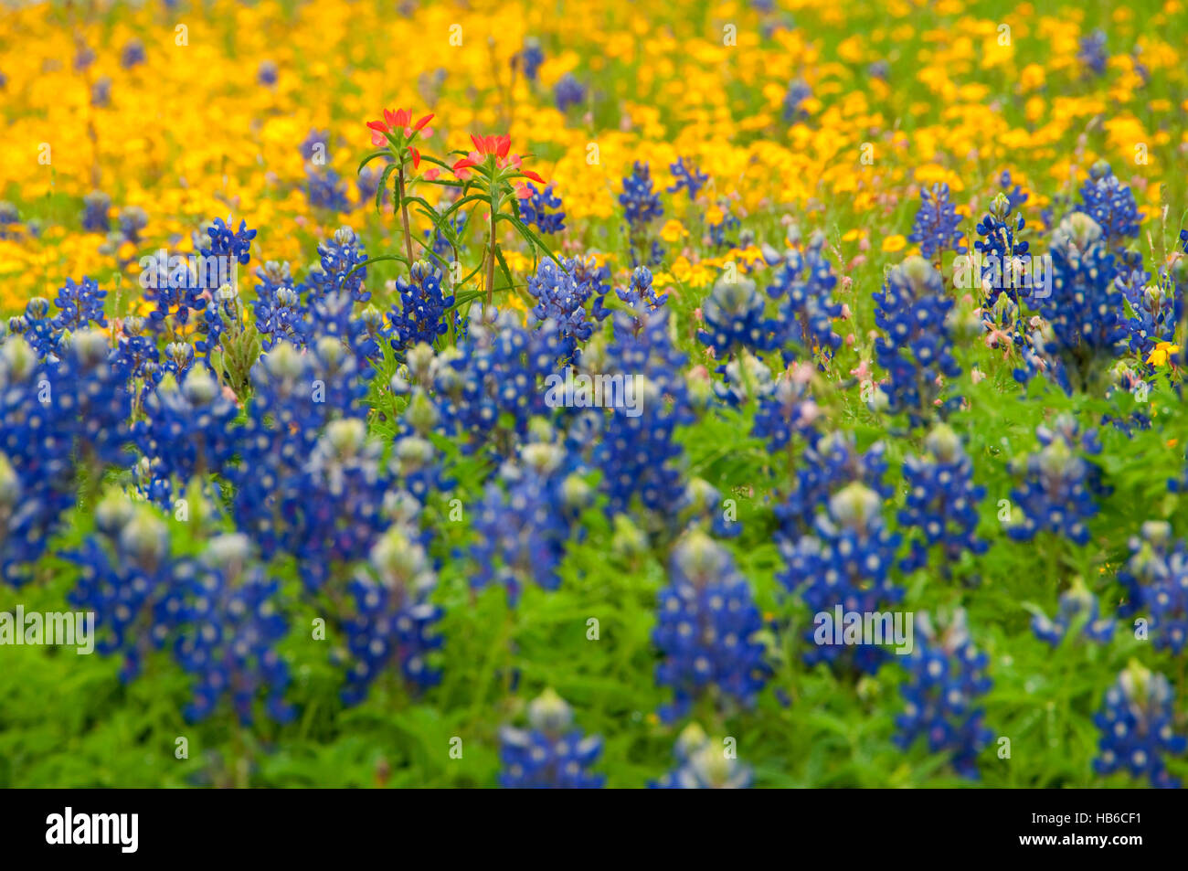 Texas Bluebonnets mit Indian Paintbrush, Lyndon B. Johnson National Historical Park, Texas Stockfoto