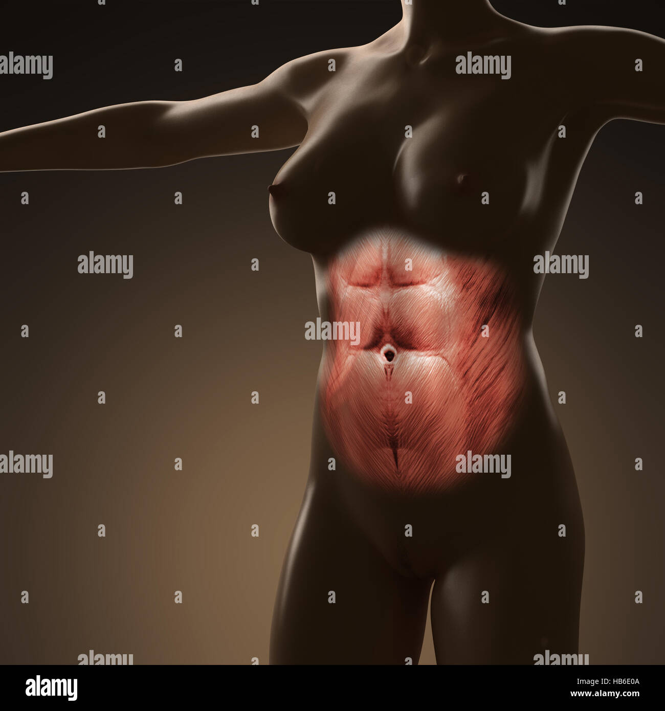 Wissenschaft-Anatomie des menschlichen Körpers mit Glut Rectus abdominis Stockfoto