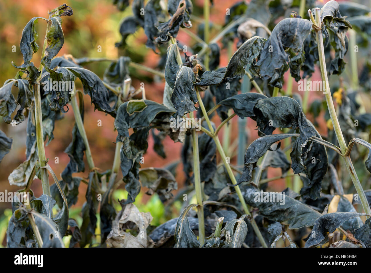 Geschwärzte Blätter einer Pflanze Dahlia nach dem ersten Frost. Stockfoto