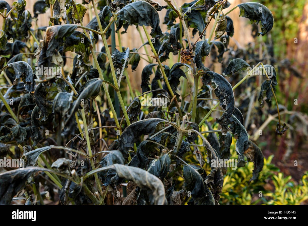 Geschwärzte Blätter einer Pflanze Dahlia nach dem ersten Frost. Stockfoto