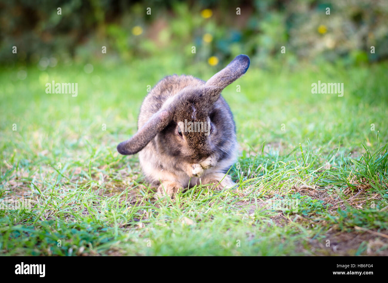 Baby Kaninchen Tier in Grasgrün Stockfoto
