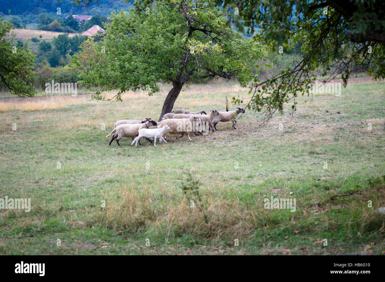 Gruppe von Schafen auf Wiese laufen Stockfoto